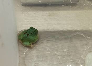 Żaby rogate Żaby rogate