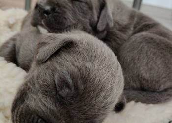 Cane Corso Italiano Cane Corso Italiano
