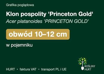 Klon pospolity 'Princeton Gold' obw. 10-12 cm, w pojemniku