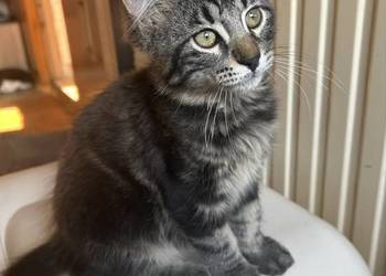 Kocurek Norweski Leśny/gotowy do odbioru