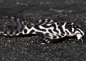 Glonojad L173 - Hypancistrus sp. - ODŁÓW - WF - WYSYŁAMY