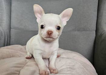 Chihuahua piękny piesek po rodzicach FCi