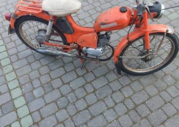 Komar rozebrany dowód