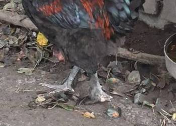 Kogut Marans i inne Kogut Marans i inne