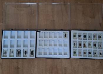 Kolekcja owadów w żywicy – 24 preparaty w komplecie