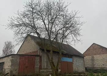 DRZEWO ORZEZCH WŁOSKI