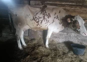 Witam sprzedam krowę