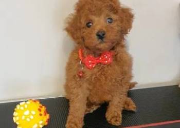 Pudel ,Pudelek Toy Toffik piesek red