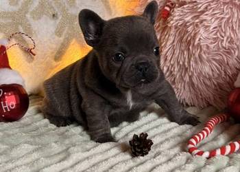 Buldog francuski do rezerwacji