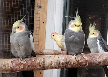 para nimf, papugi nimfy