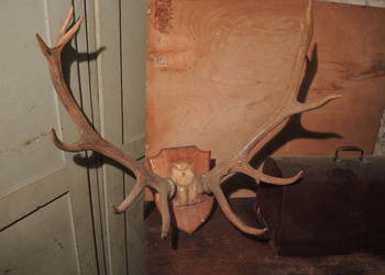 poroże jelenia na desce