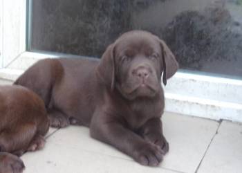 Szczeniak  rodowodowy  labarador retriever czekoladowy