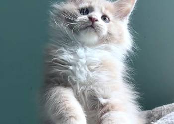 Maine Coon - kocięta po imporcie ! Linia Shaded !