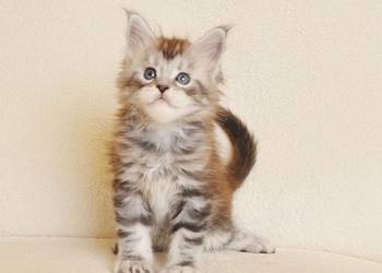 Sliczny kocurek z Rodowodem WCF/PZF - Legalna hodowla