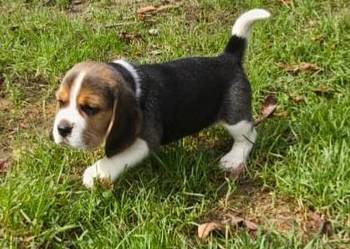Beagle szczeniaki Z.K.w.P (FCI) elitarne pochodzenie