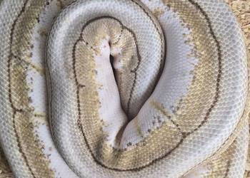Pyton królewski [Python regius]