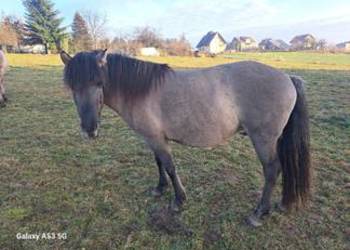 Konik polski klacz programowa źrebna