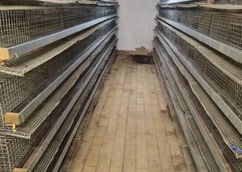 Klatki dla przepiórek Klatki dla przepiórek