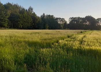 Łąka do skoszenia na siano - Gębczyce