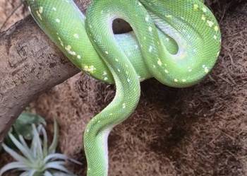 Morelia viridis