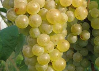 Szczepione winogrono na wino i soki Seyval Blanc. Sadzonki winorośli. Szczepione winogrono na wino i soki Seyval Blanc. Sadzonki winorośli.