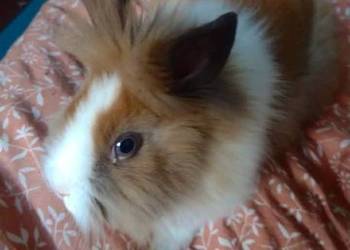 Króliczek samiczka karzełek Teddy