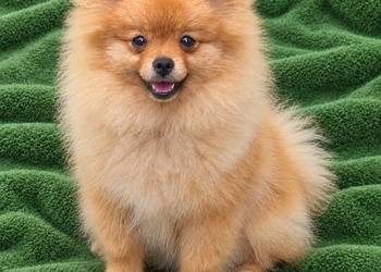 Szpic miniaturowy pomeranian szczeniaki