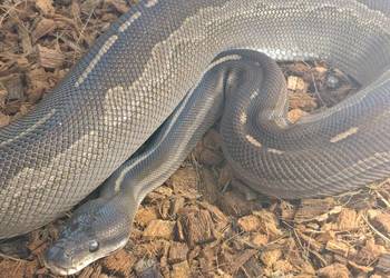 Pyton Królewski Samica Odmiana Barwna Mojave het albino poss cynamon