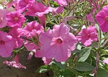 Supertunia Vista, pelargonie