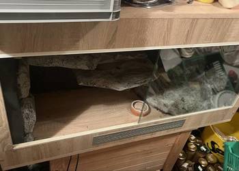 TERRARIUM 120x50x60 Agama Gekon Wąż Pyton