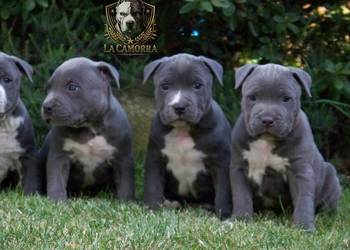 American Staffordshire Terrier - samiec Blue