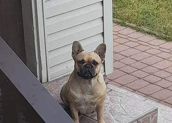 Buldog francuski suczka