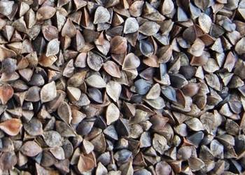 Gryka nasiona Miododajna Ekoschemat dopłaty ekologiczna gotowa do siewu