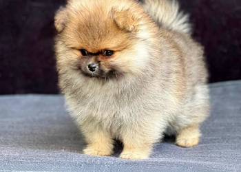 Szpic Miniaturowy, Pomeranian - suczki