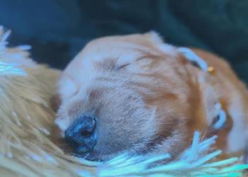 Złoty samiec 100%linia amerykańska Golden retriever