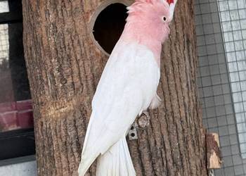 Kakadu Inka samiec lęgowy