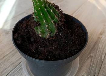 kaktus kolejny do pilnej sprzedaży