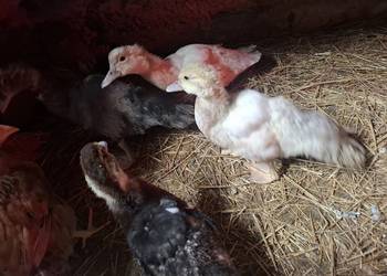 Do sprzedania młode kaczki