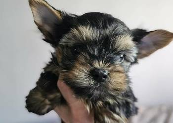 Samiec Yorkshire Terrier