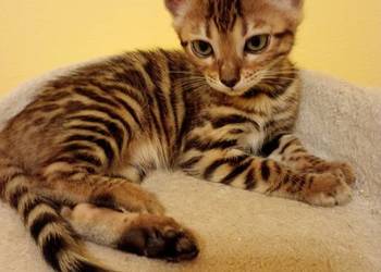 Sprzedam kotka Bengalskiego