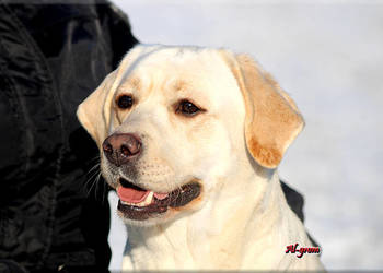 Dorosła żółta suka rasy Labrador Retriever ZKwP/FCI