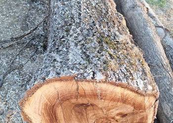 Orzech włoski kłoda