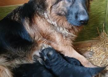 Sprzedam szczeniaki rasy owczarek niemiecki Pińczów,Busko-Zdrój Sprzedam szczeniaki rasy owczarek niemiecki Pińczów,Busko-Zdrój