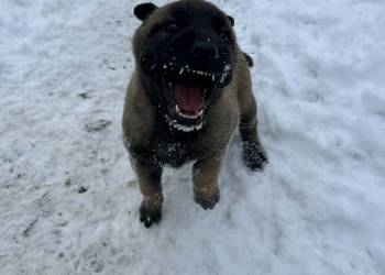 Owczarek belgijski Malinois