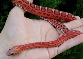 Wąż zbożowy SCALELESS, węże zbożowe - Red Factor, Hypo, Amel, Diffused