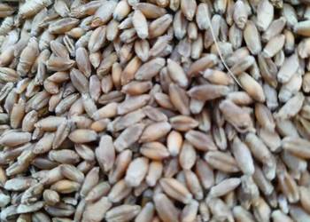 Pszenżyto ozime Preslej