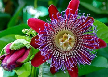 MĘCZENNICA OLBRZYMIA Passiflora quadrangularis - NASIONA 300 sztuk - 10g