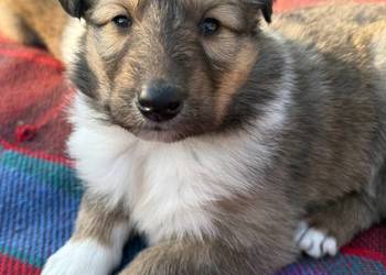 owczarek szkocki collie