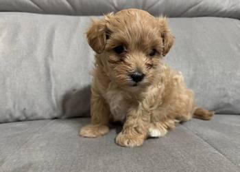 Chłopiec Maltipoo F1