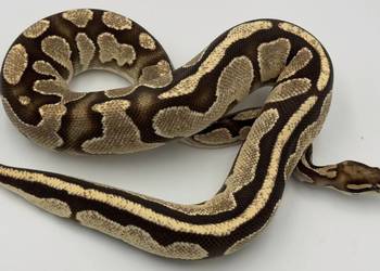 Orange Dream Fire Yellow Belly Samica Pyton królewski/ regius wąż gad